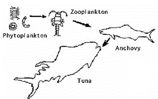 Intertidal Zone Food Web Diagram Biology Diagrams